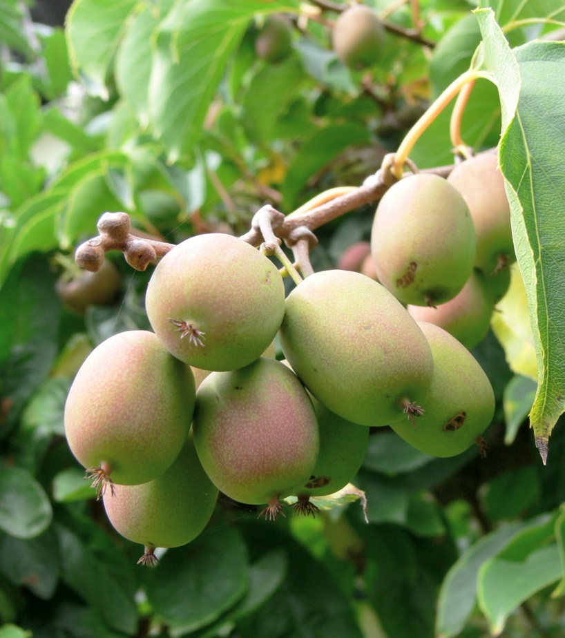 Hardy Kiwi (Actinidia Arguta) Plant – Sweet, Grape-Sized Kiwi Berries